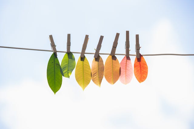 Intégrer la transition écologique dans les certifications professionnelles : enjeux, méthodes et bonnes pratiques